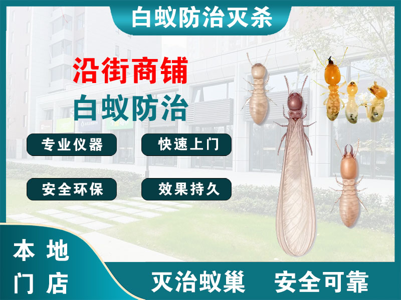 临安沿街商铺白蚁防治