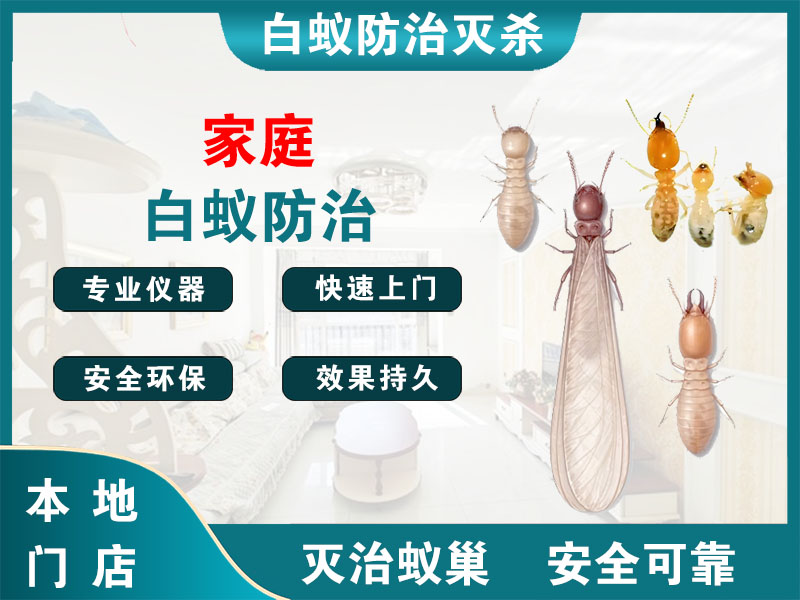 临安家庭白蚁防治