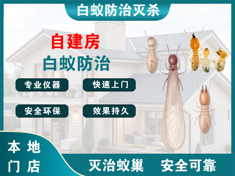 临安自建房白蚁防治